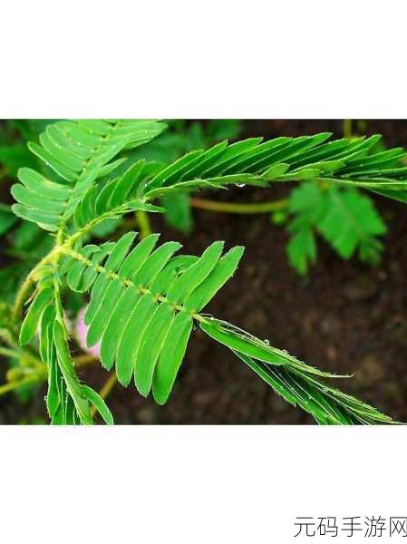 含羞草成年实验所，1. 含羞草成年实验：探索植物智能与反应机制