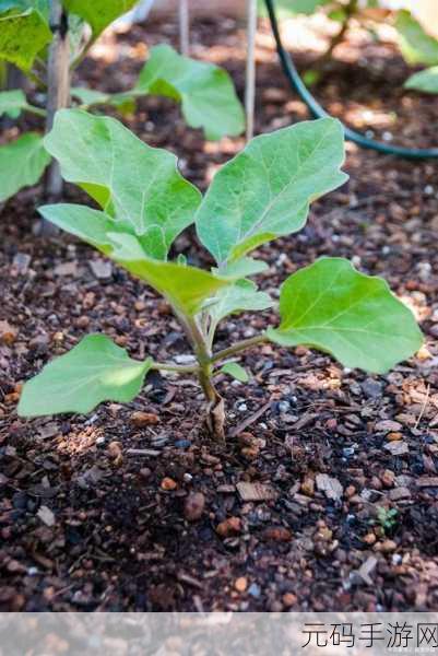 茄子最汅api免费下载安装，茄子最汅API：免费下载安装详解与使用技巧