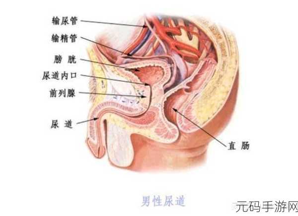 不小心看到了男生的**怎么办，1. 不小心看到男生隐私部位，该如何应对？