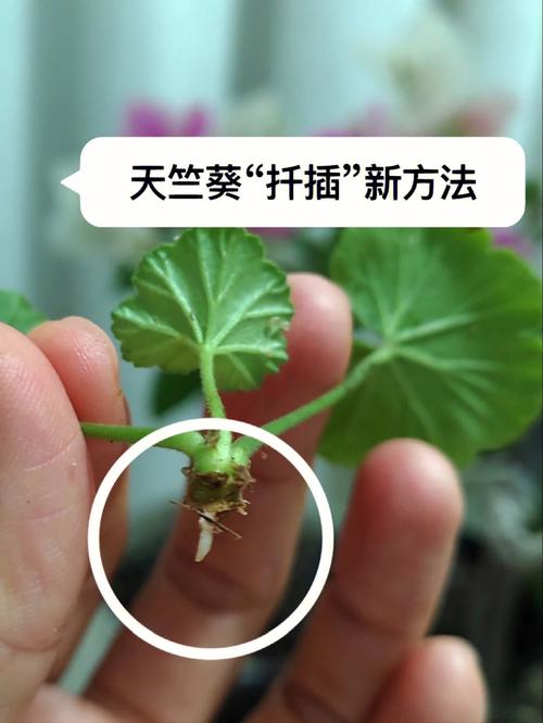 提升植物生长的智慧：在床上扦插植物有哪些方法和技巧