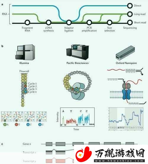 rna与cdna杂交RNA与cDNA杂交技术在基因研究中的应用