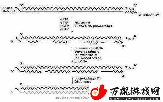 rna与cdna杂交RNA与cDNA杂交技术在基因研究中的应用