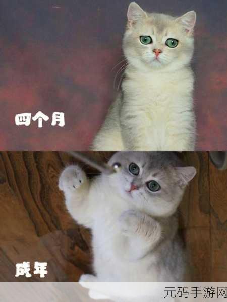 觊觎1v2猫丸，《觊觎：猫丸与双人对决的秘密