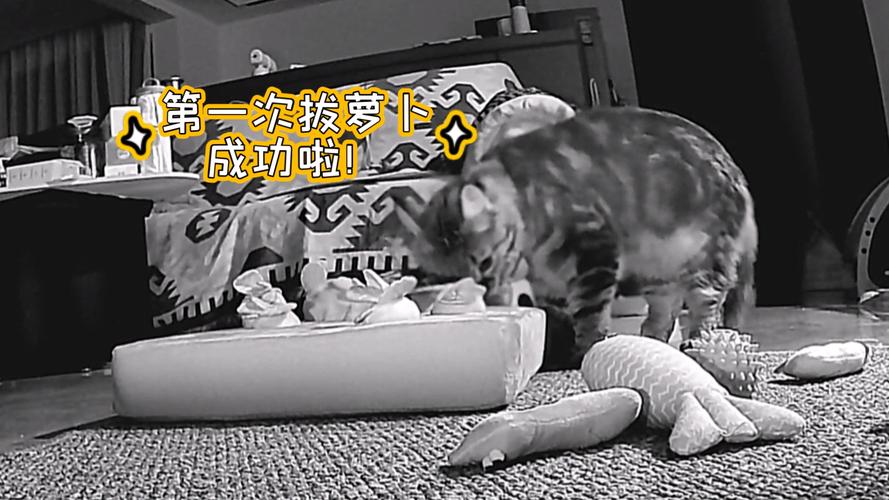 外国二人世界拔萝卜生猴子