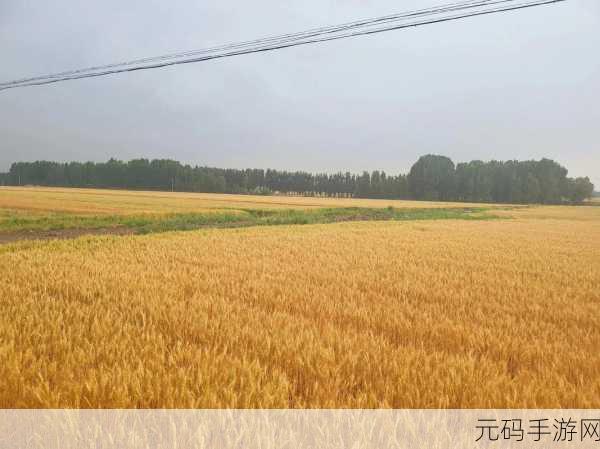 韩国朋友家的麦子的种植经验，从韩国朋友的麦子种植经验中学习丰收秘诀