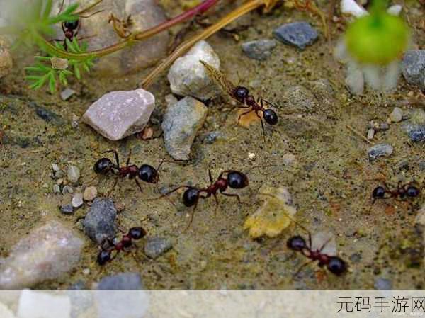 梦境奇遇，探索未知领域，揭秘半睁睡眼之谜与蚂蚁王国的秘密