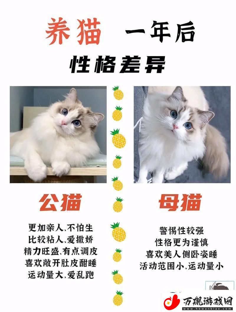 猫界翘楚大对决：猫咪3.0的逆袭-2.0版哭晕在厕所！