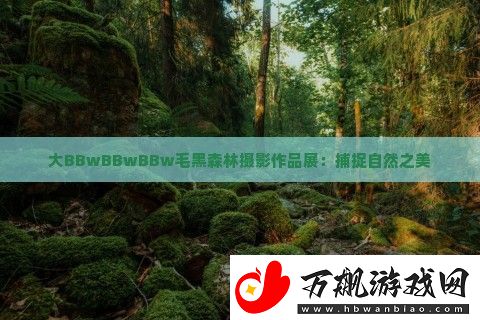 大BBwBBwBBw毛黑森林摄影作品展：捕捉自然之美